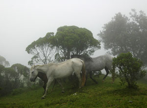 Horses on Pacaya Volcano
