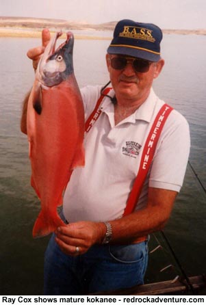 red kokanee from flaming gorge
