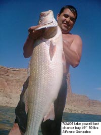 Huge striped bass