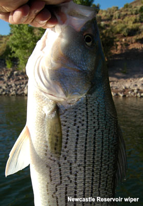Newcastle Reservoir Wiper