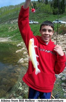 Albino trout from Mill Hollow