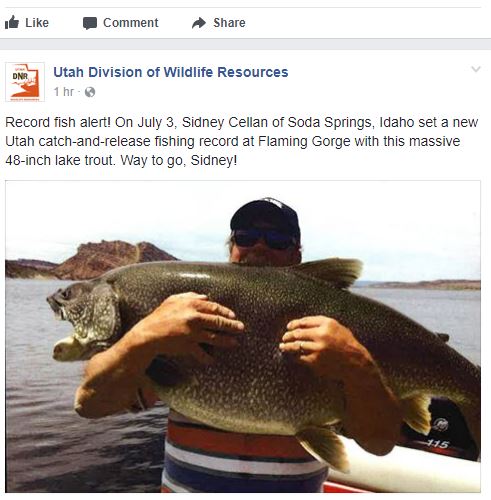 flaming gorge lake trout record