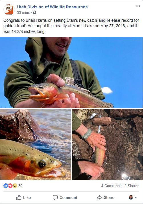 utah record golden trout