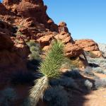 Gold Butte National Monument – Offroad, Hike, Camp