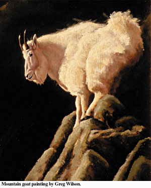 photographing mountain goats