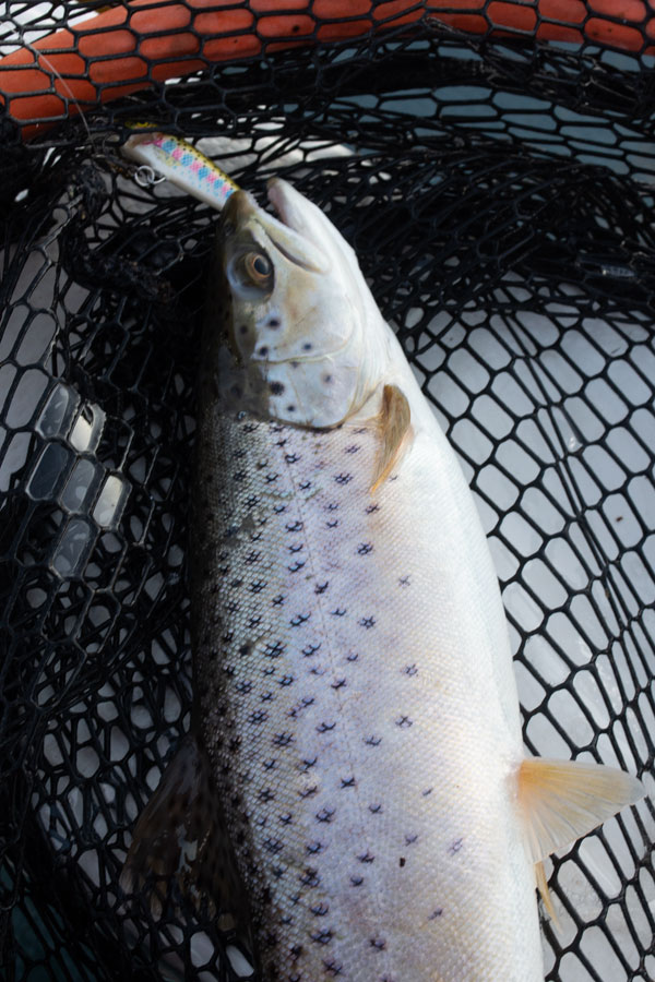 echo reservoir trout
