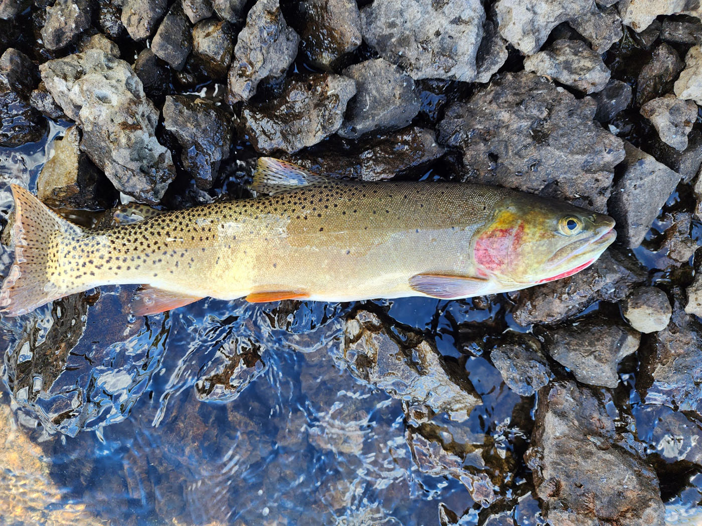 cutthroat-trout.jpg