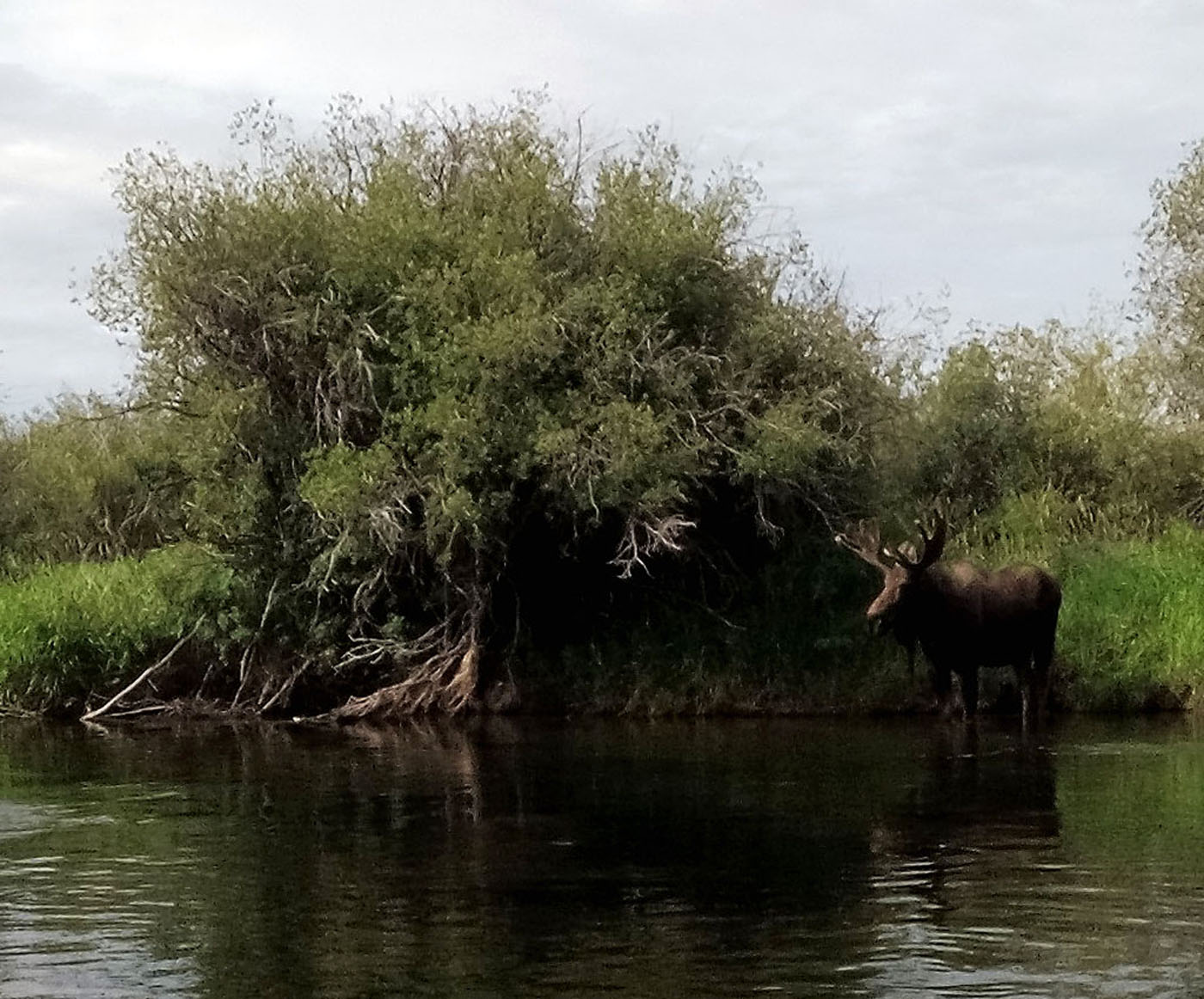 moose-teton-river.jpg