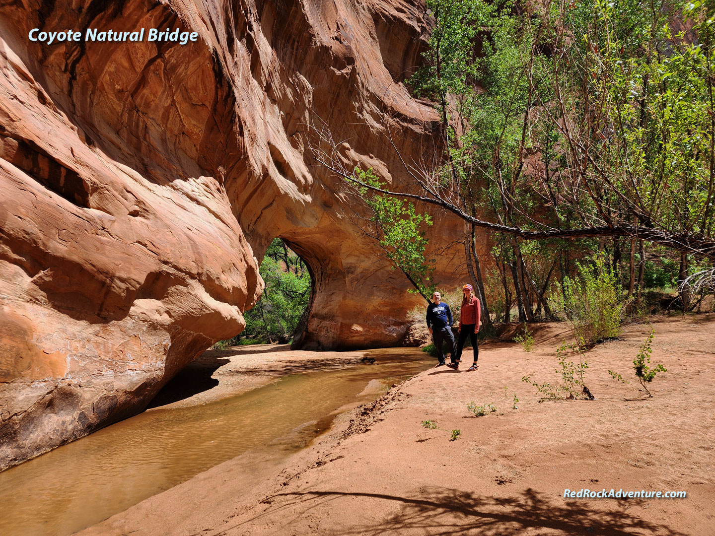 coyote-natural-bridge-coyote-gulch.jpg