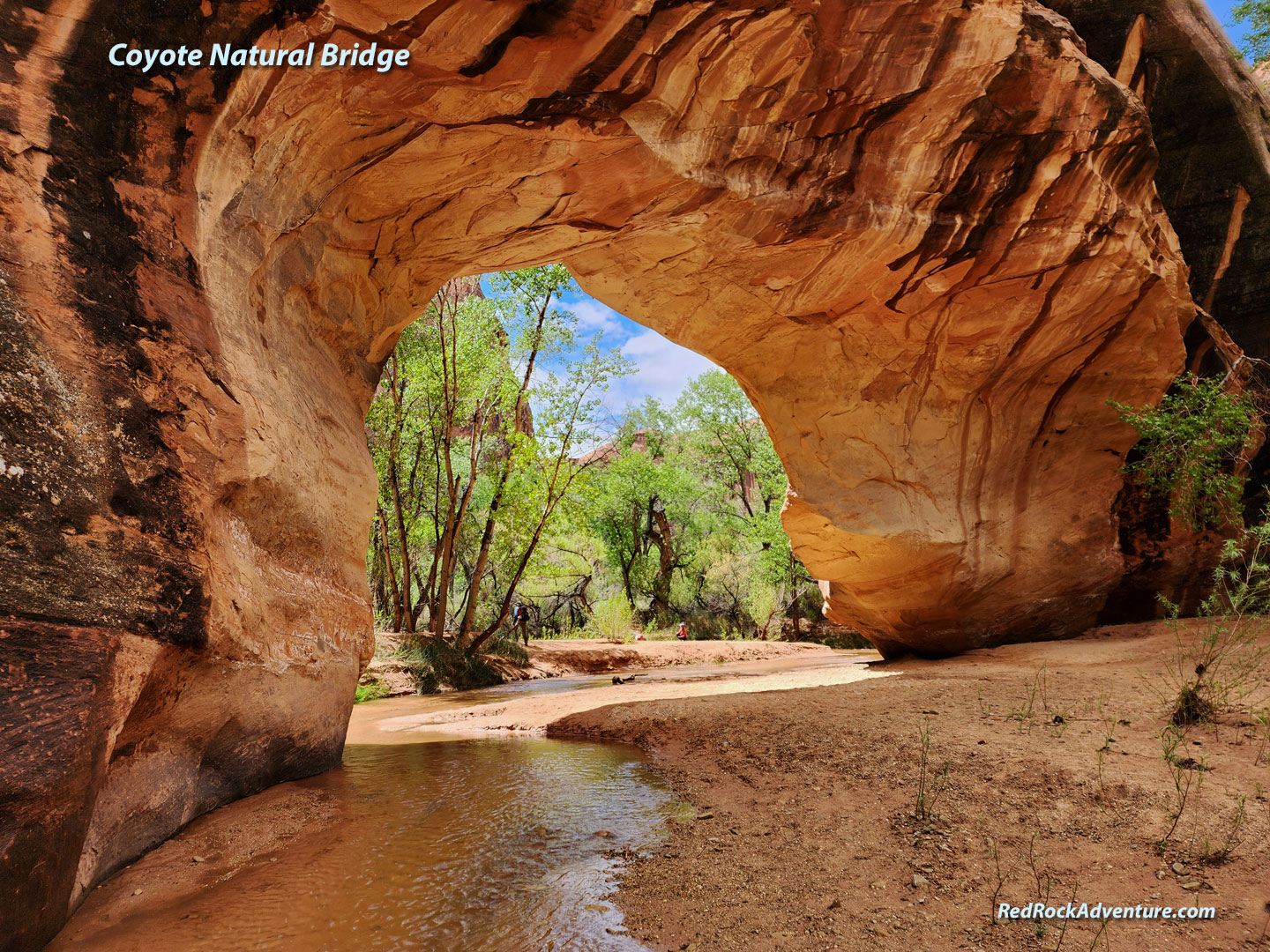 coyote-natural-bridge.jpg