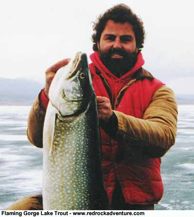 lake trout