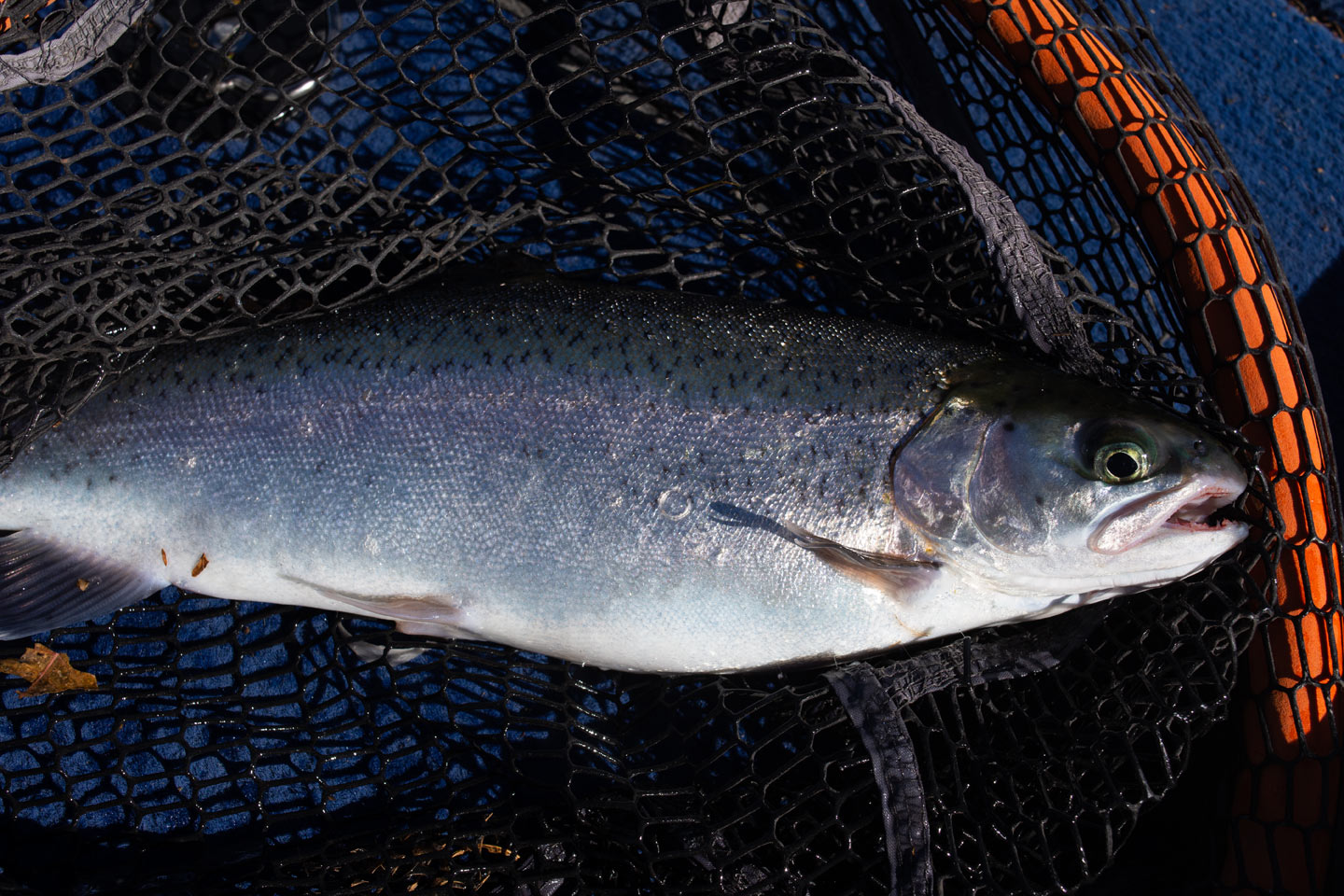 deer creek rainbow 4 2024