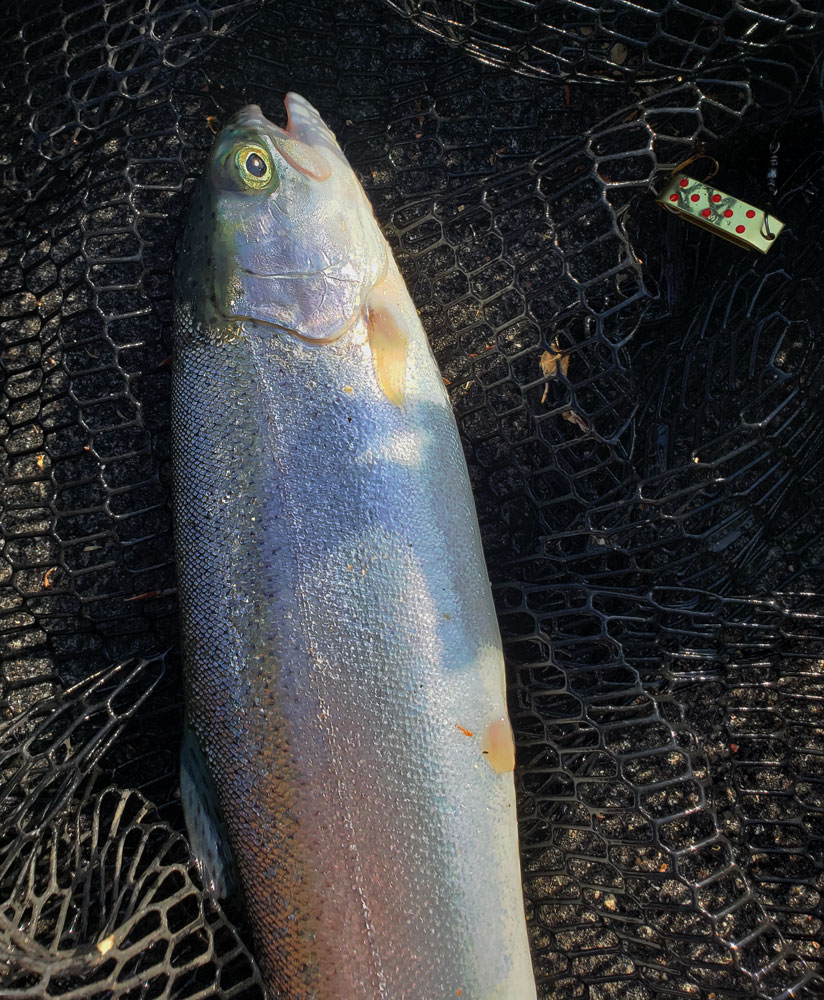 deer creek rainbow 6 21