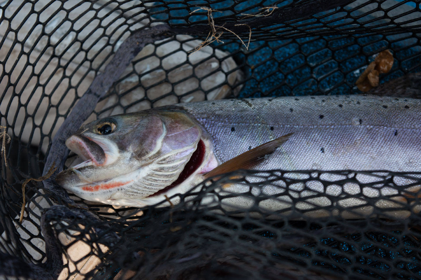 currant creek cutthroat