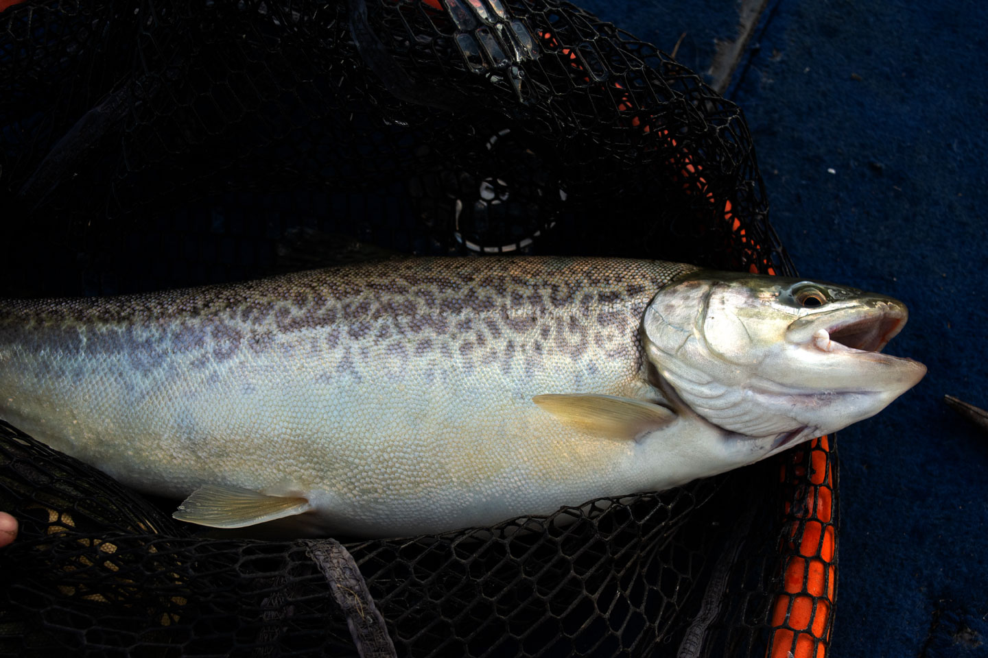 electric lake tiger trout 20