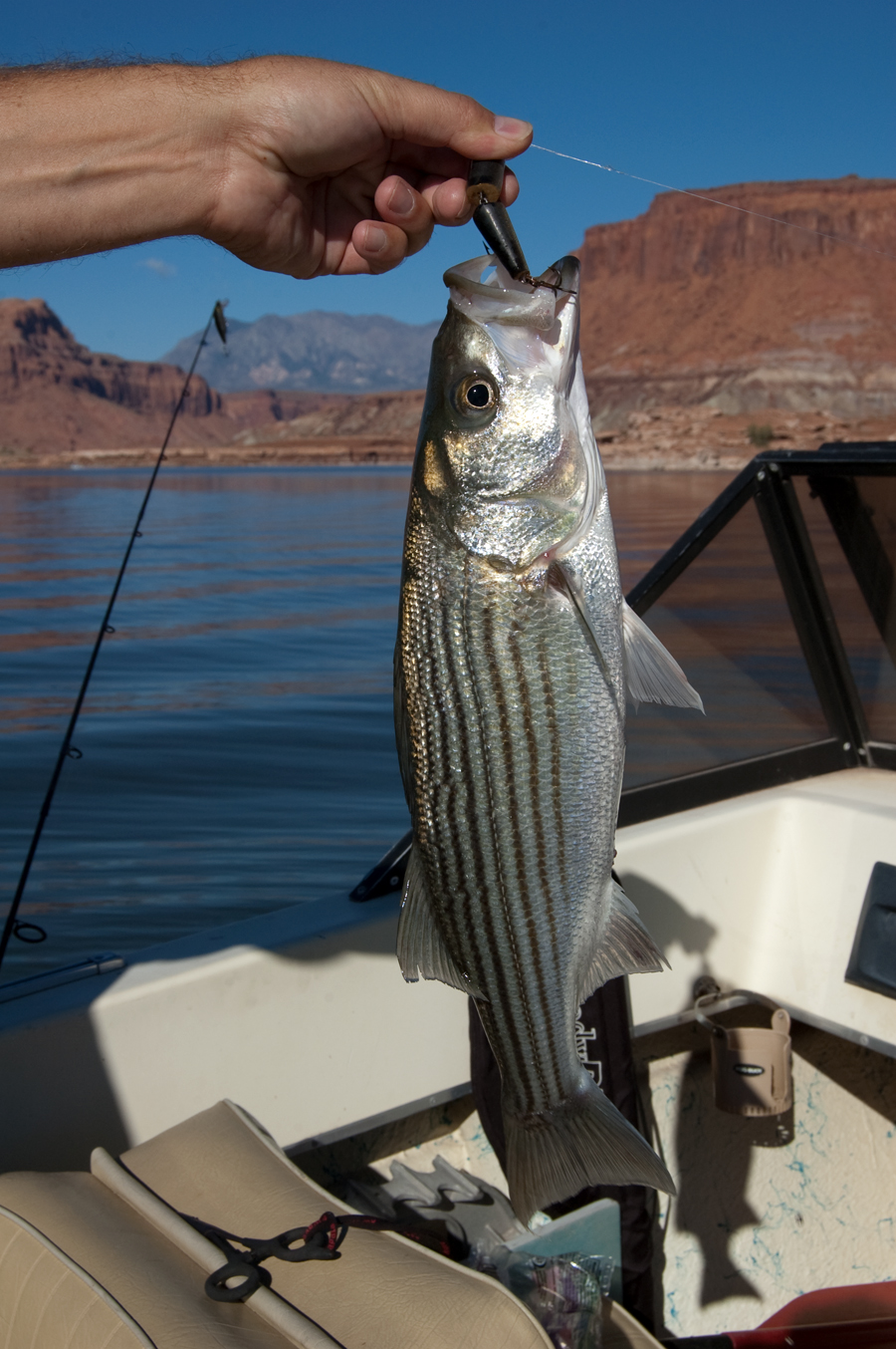lake powell striper