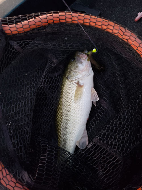 sand hollow largemouth