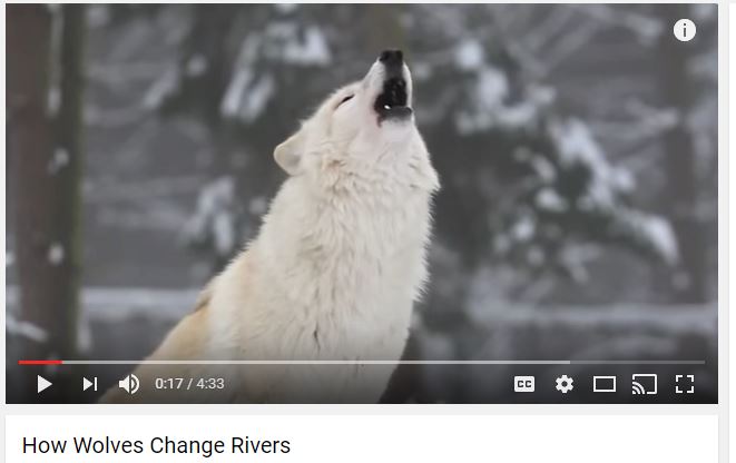 wolves in yellowstone national park