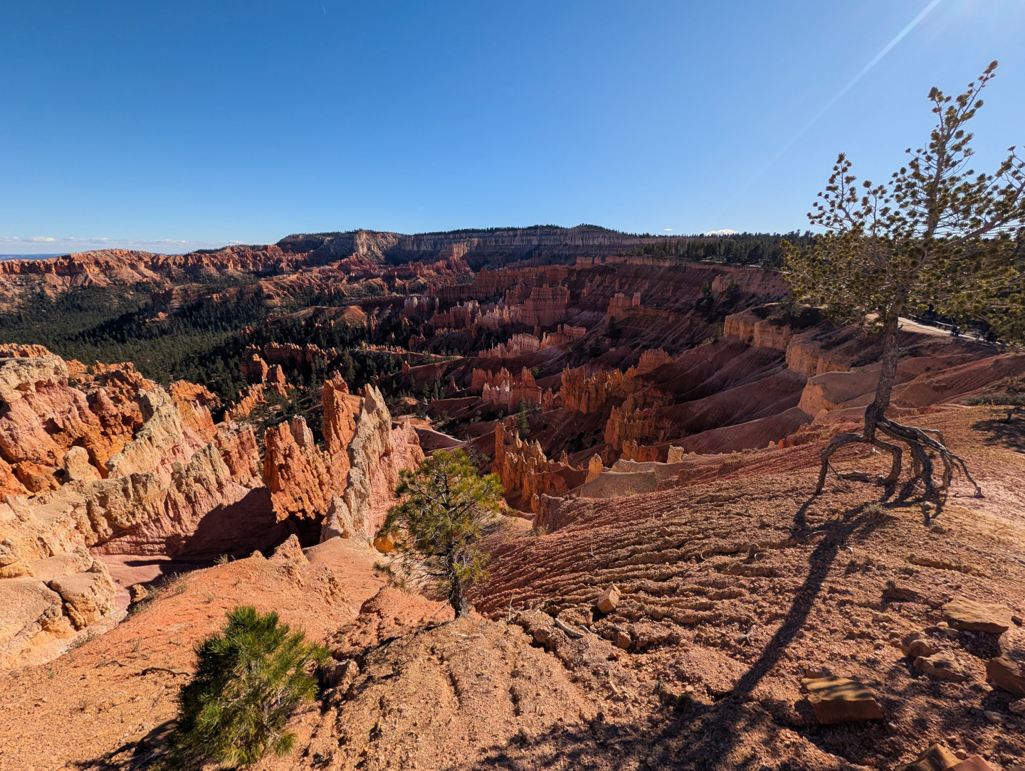 1_bryce-canyon-running-tree.jpg
