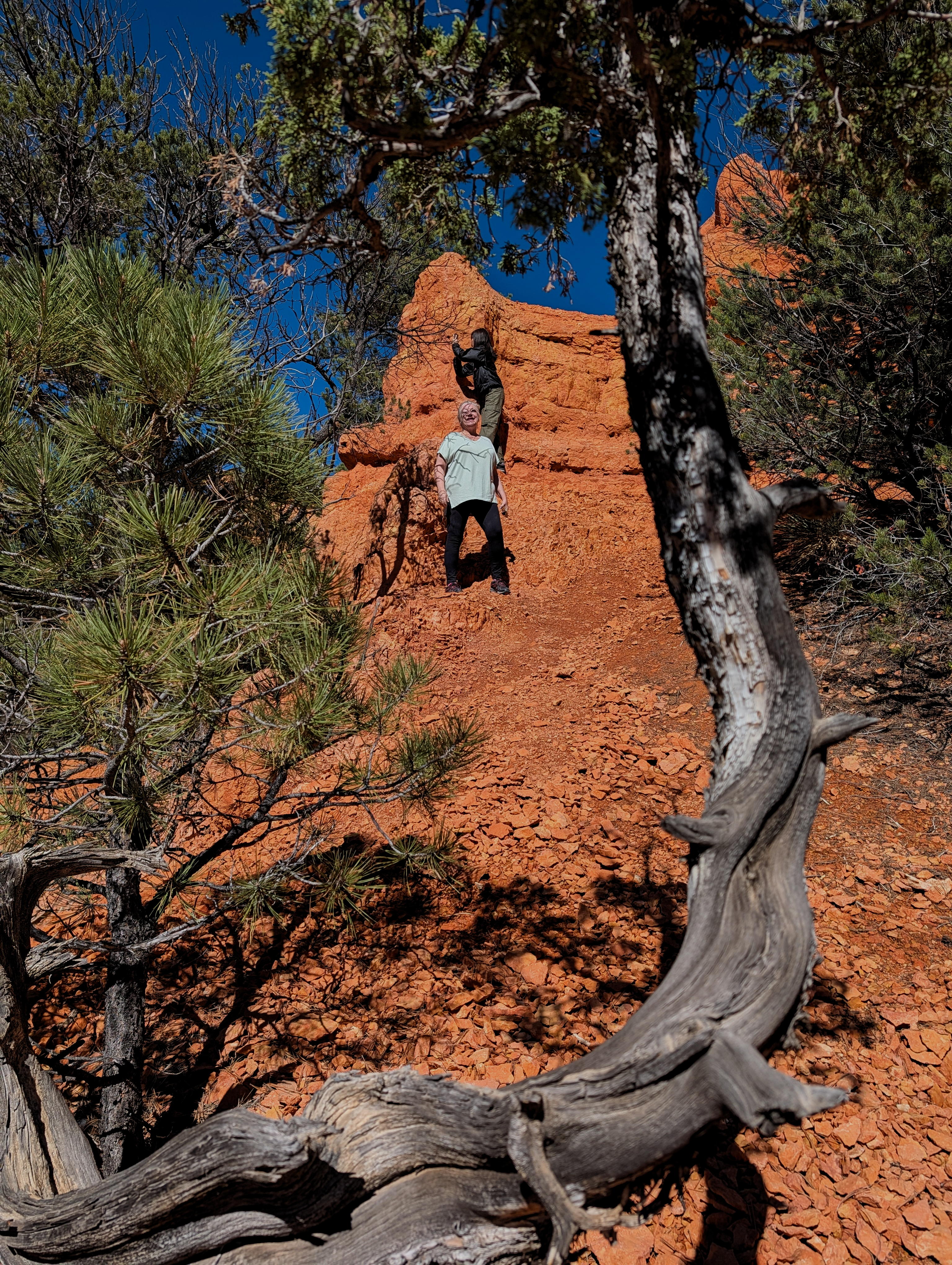 4_tree-trunk-exposed.jpg