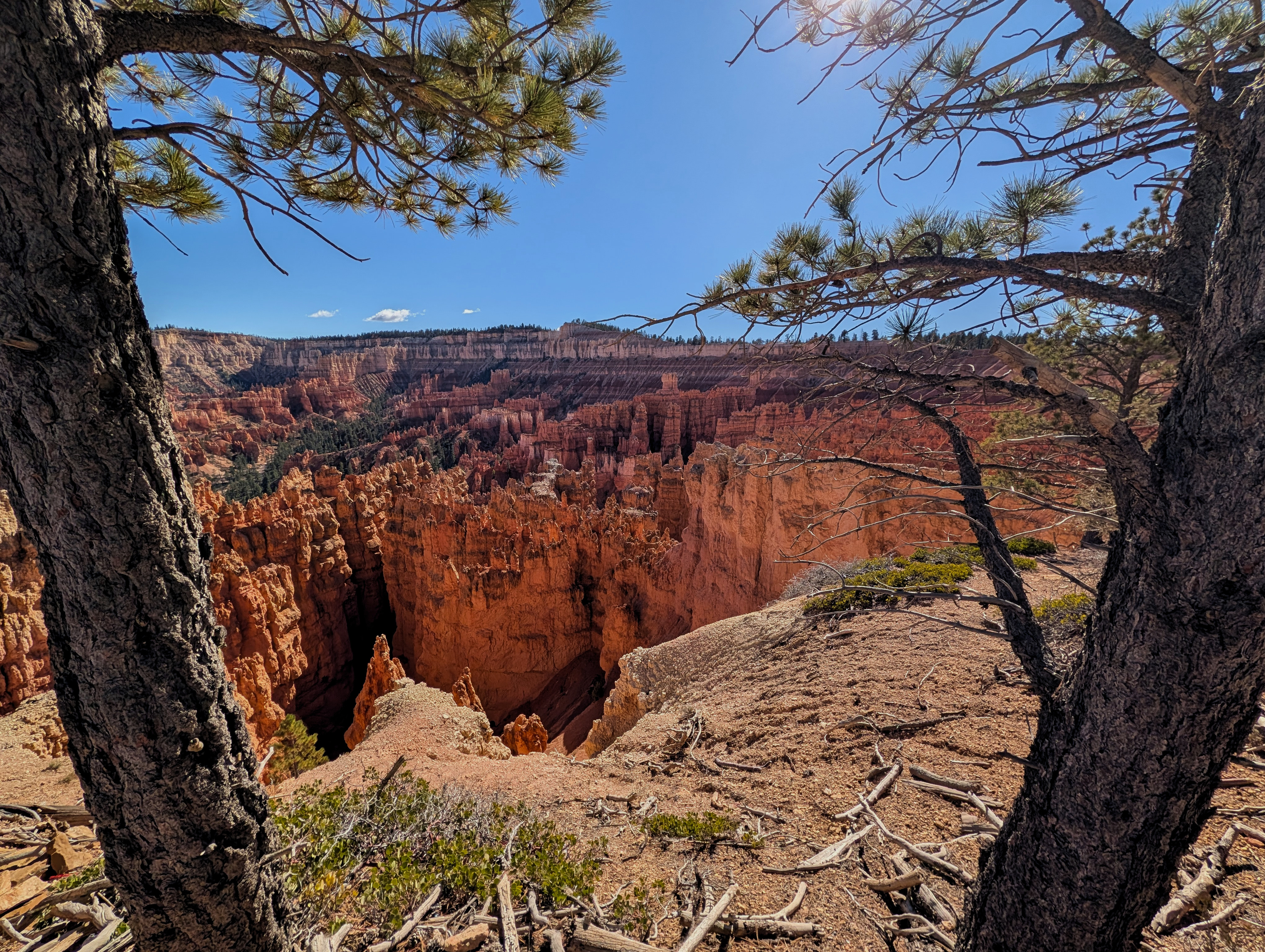 bryce-hodos-between-tree-branches.jpg