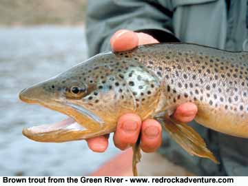 brown trout