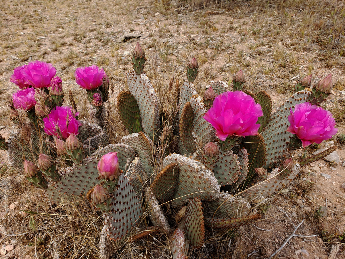 cactus-fuchsia.jpg