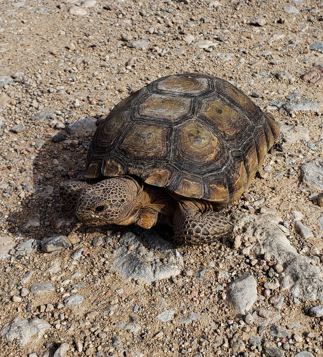 desert--beaver-dam-wash-area.jpg
