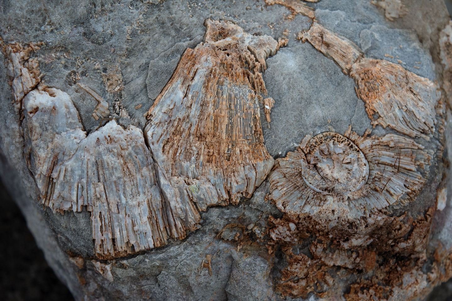 fossil-rock-joshua-tree-road-3.jpg