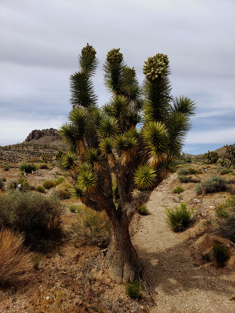 joshua-tree-beaver-dam-area.jpg