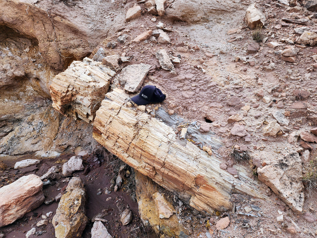 1b-petrified-log-protruding.jpg