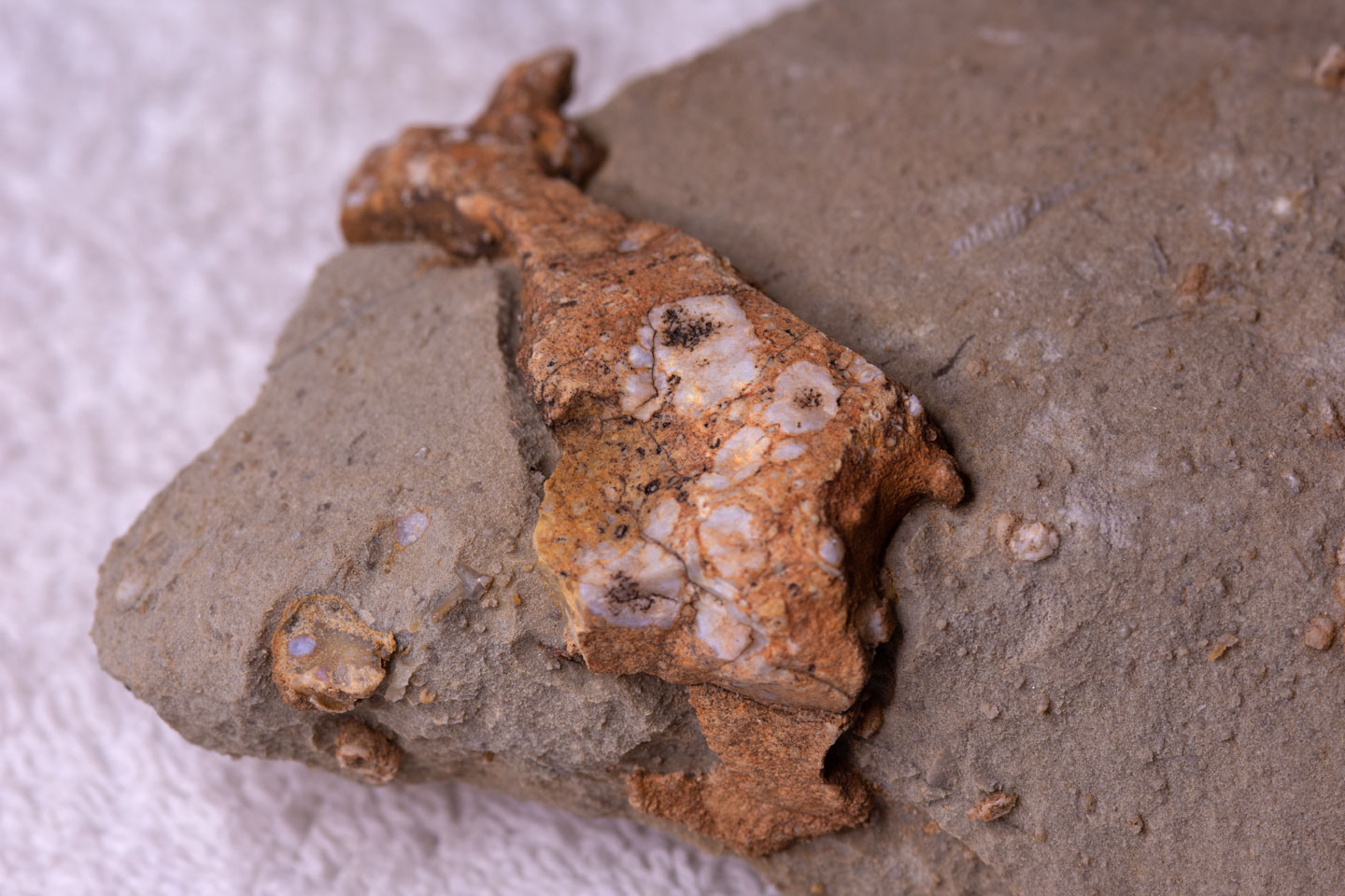 a-fossil-rock-boot-s.jpg