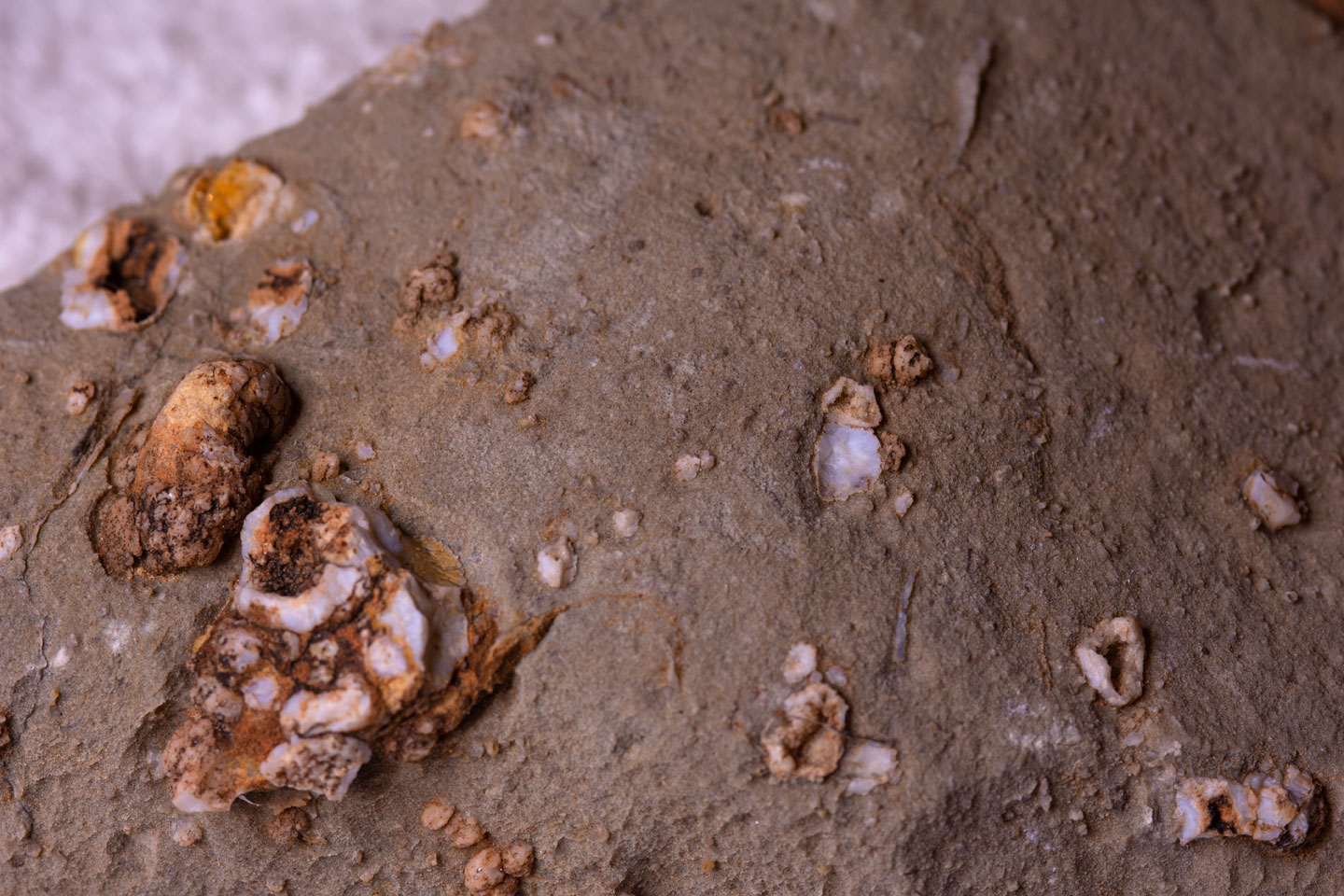 a-fossil-rock-coral-s.jpg