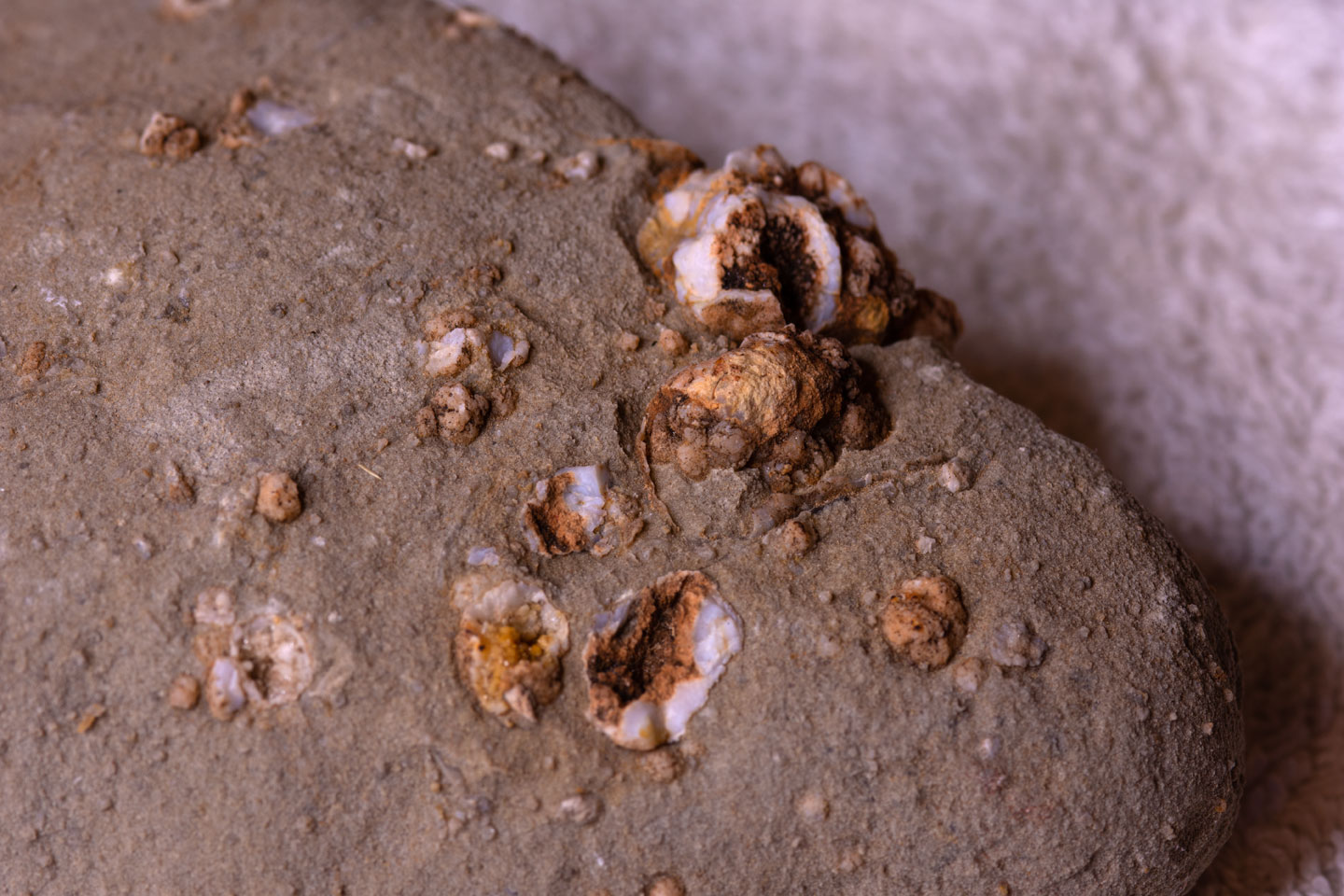 a-fossil-rock-coral-tight-s.jpg