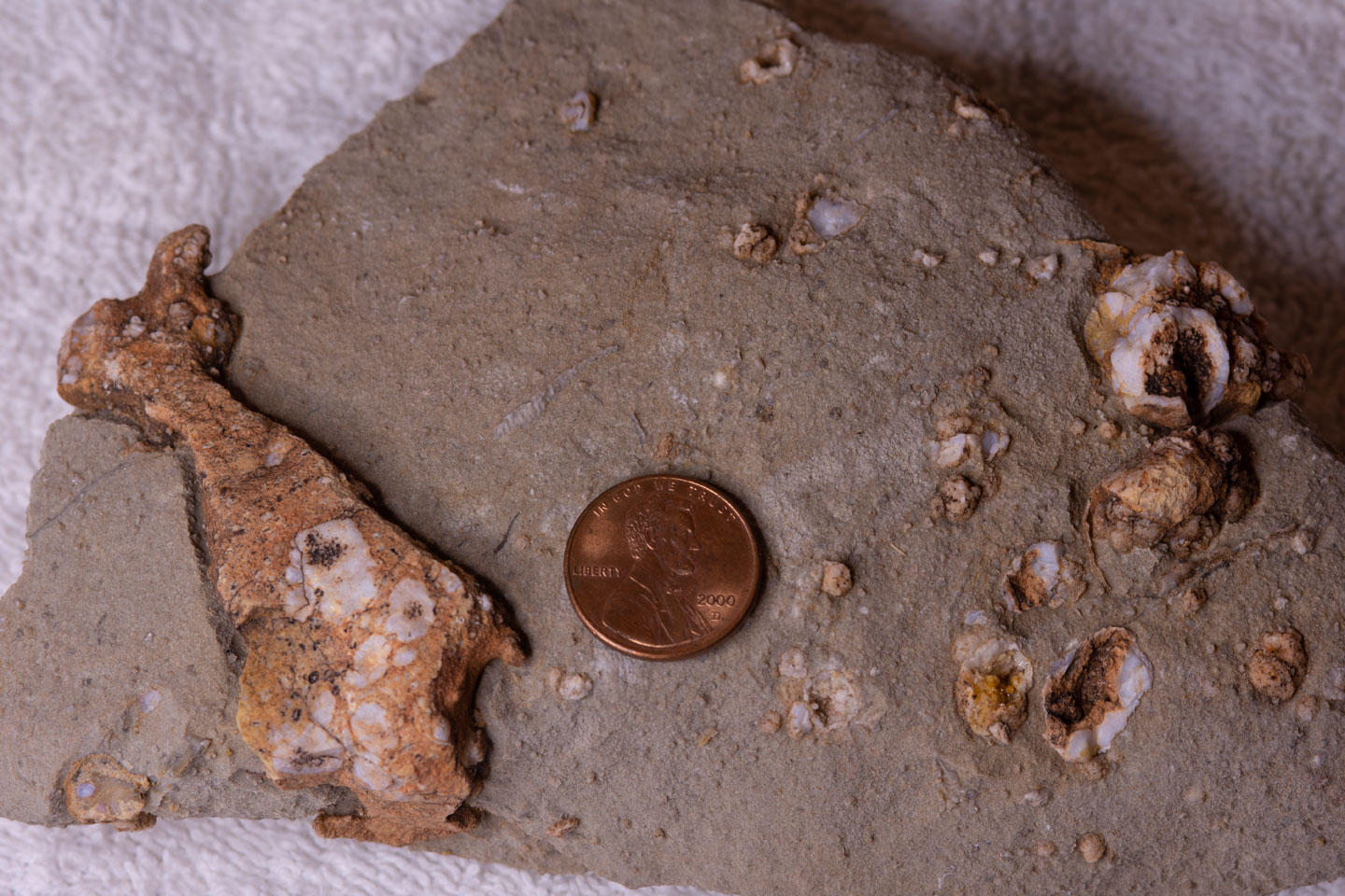 a-fossil-rock-penny-s.jpg