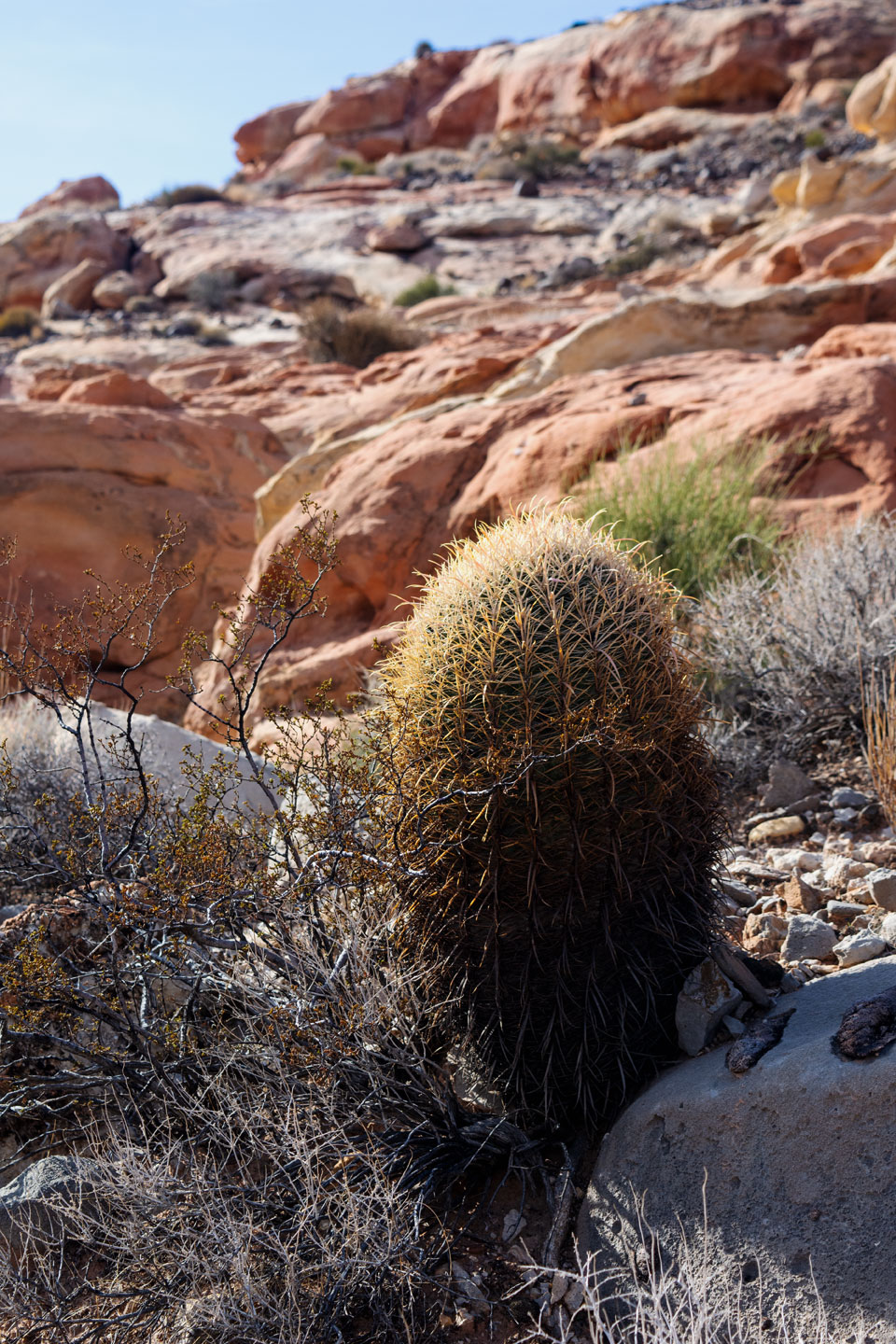 barrel-cactus-s.jpg