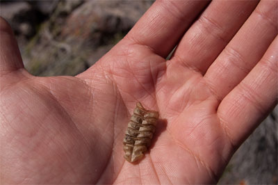rattle snake rattle