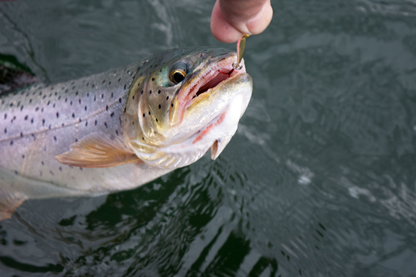 Strawberry Reservoir Fall Fishing Cutthroat
