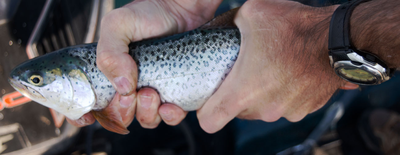 strawberry cutt hands