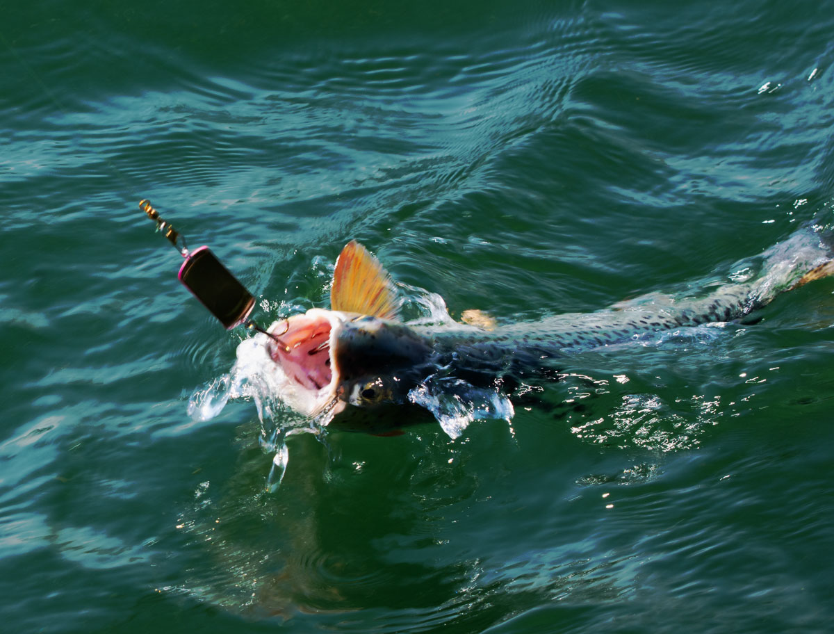 strawberry cutt sh boom