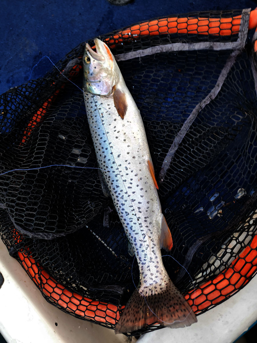 strawberry cutthroat july 1 22