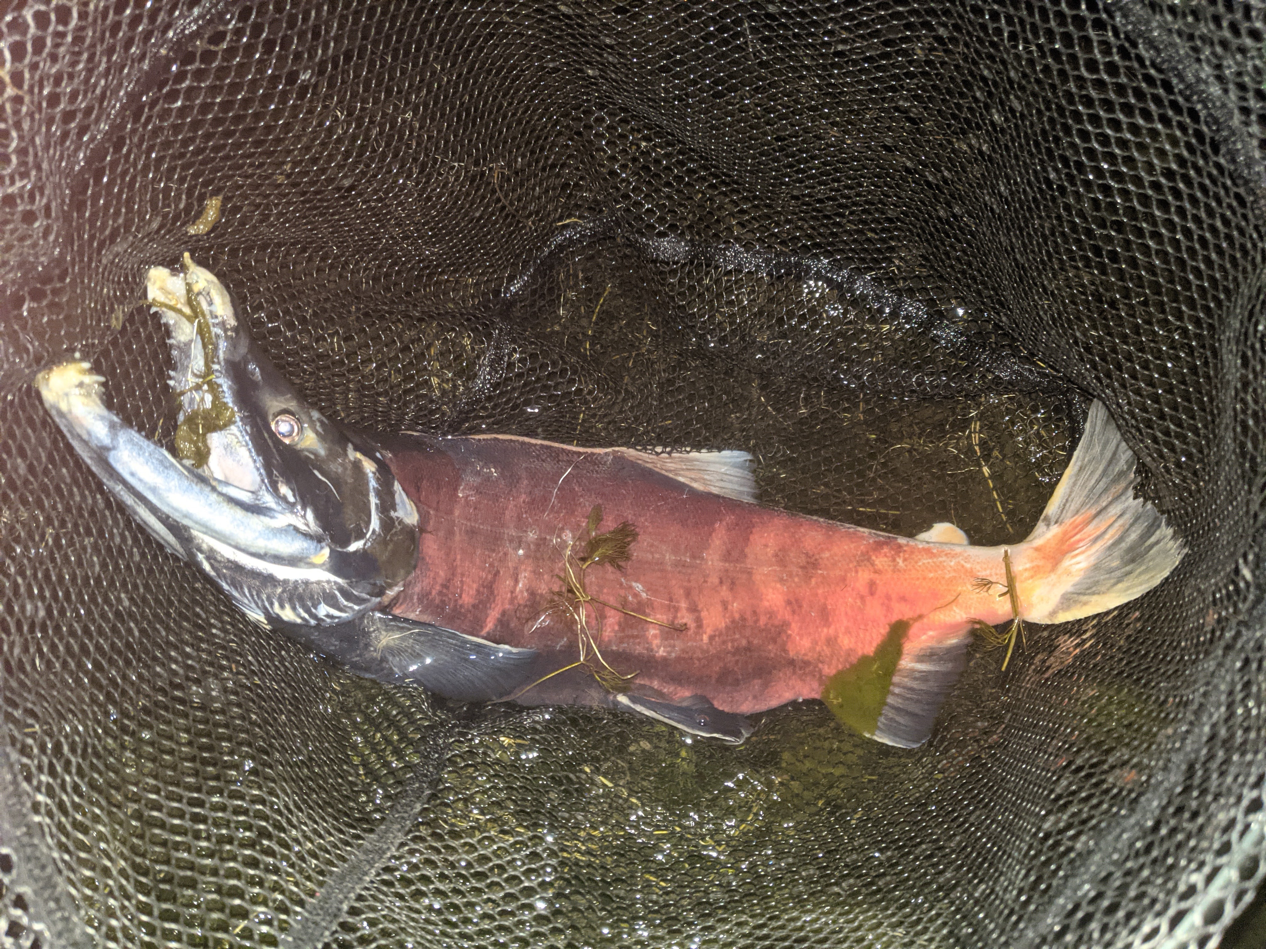 strawberry kokanee fly rod