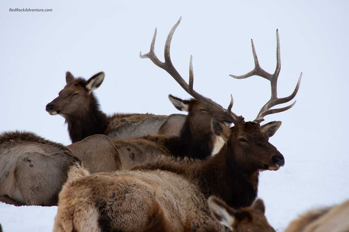 bull elk at hardware ranch