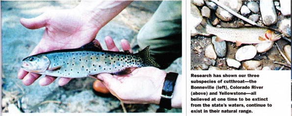 native trout species 2