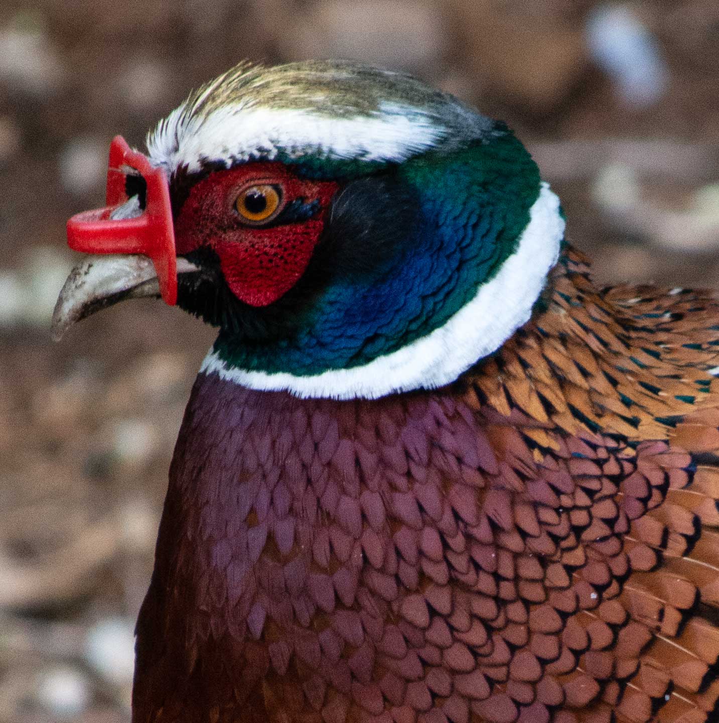 pheasant closeup