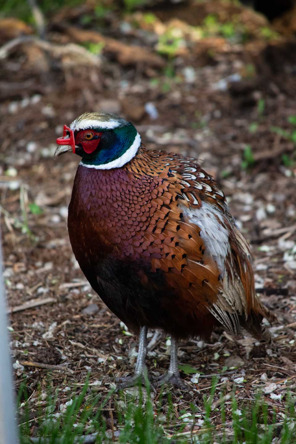 ringneck pheasant gear