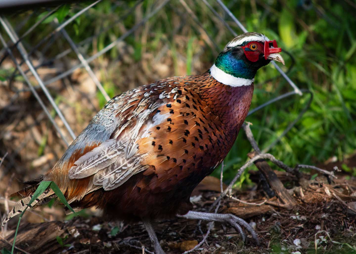 ringneck pheasant side