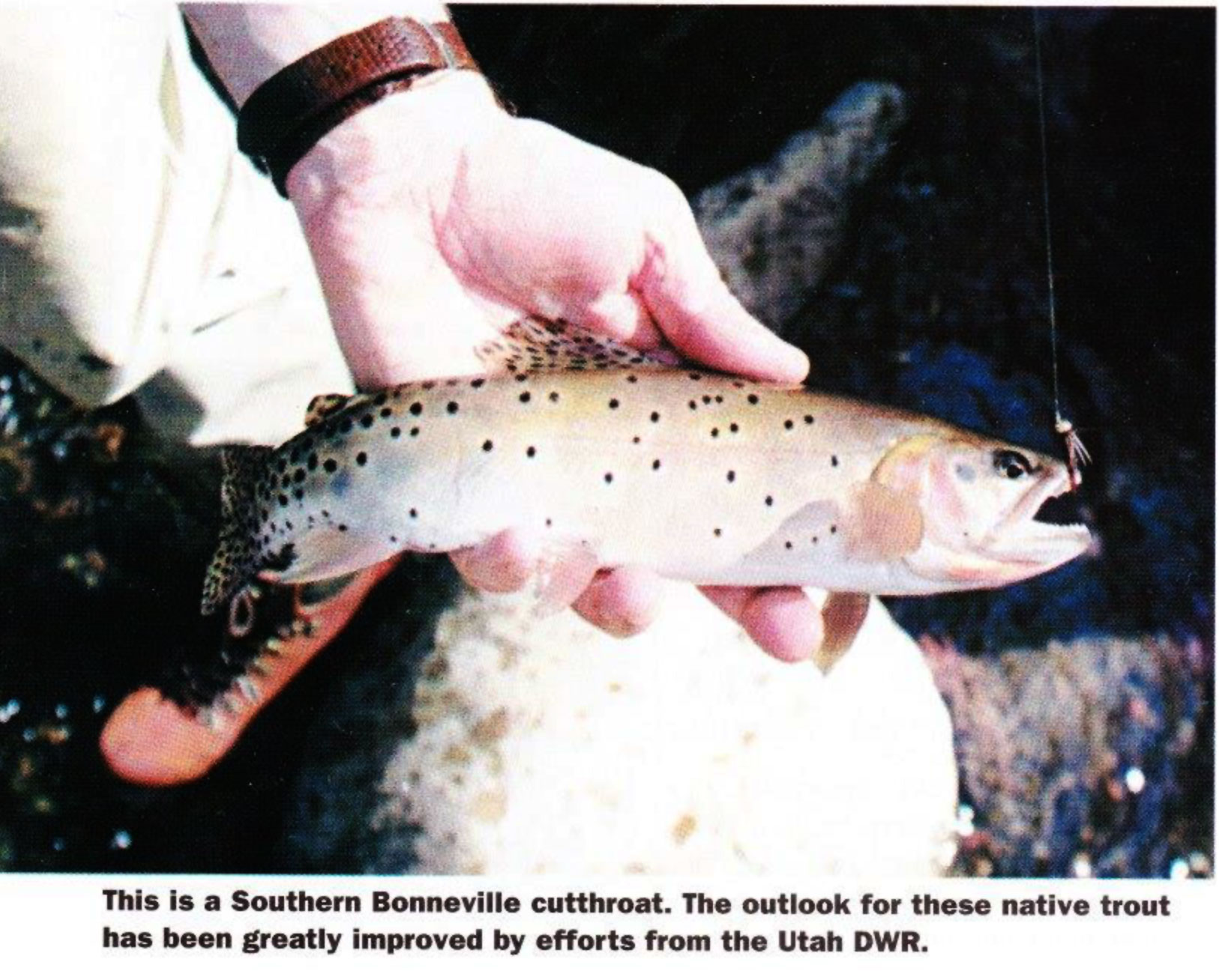 southern bonneville cutthroat