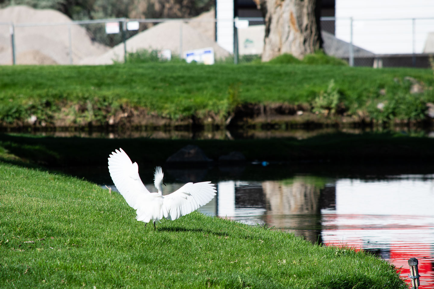 egret-landing.jpg
