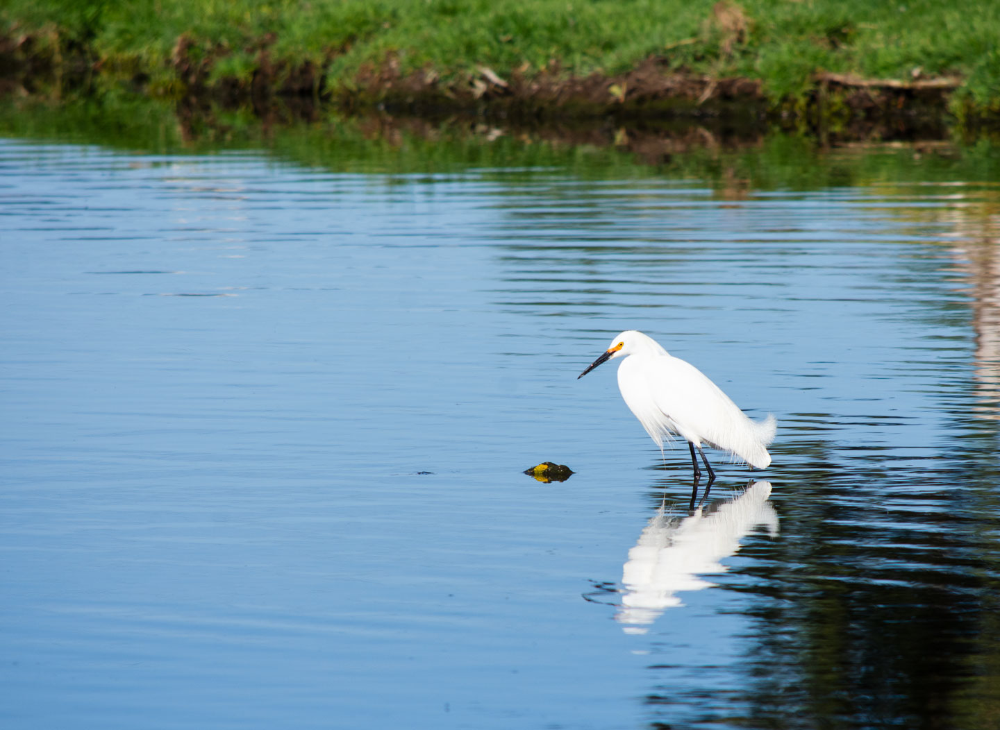egret-reflection.jpg